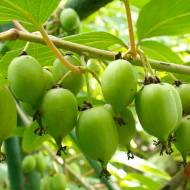 Саженец Актинидия Фигурная аргута в контейнере